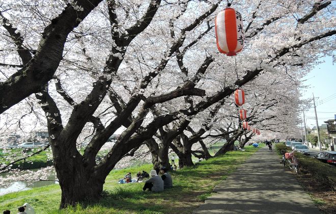 八分咲きの桜