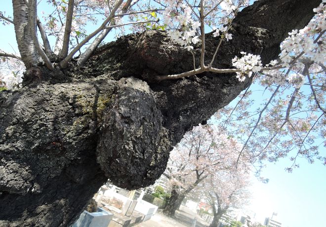 桜の老木（6）寛永寺第二霊園