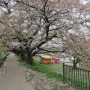 桜が散り始めた土手の桜並木