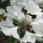石楠花｜白い花