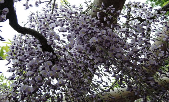 藤の花は春の季語 有名な俳句は芭蕉のくたびれて宿かる比や藤の花 2型糖尿病を治療中
