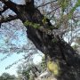 桜の老木｜上野寛永寺第二霊園